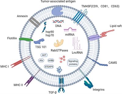 The Potential Role of Exosomal Proteins in Prostate Cancer